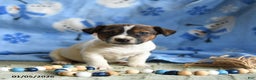 Jack Russell Terrier dogs for sale: Pancake - Ad 2