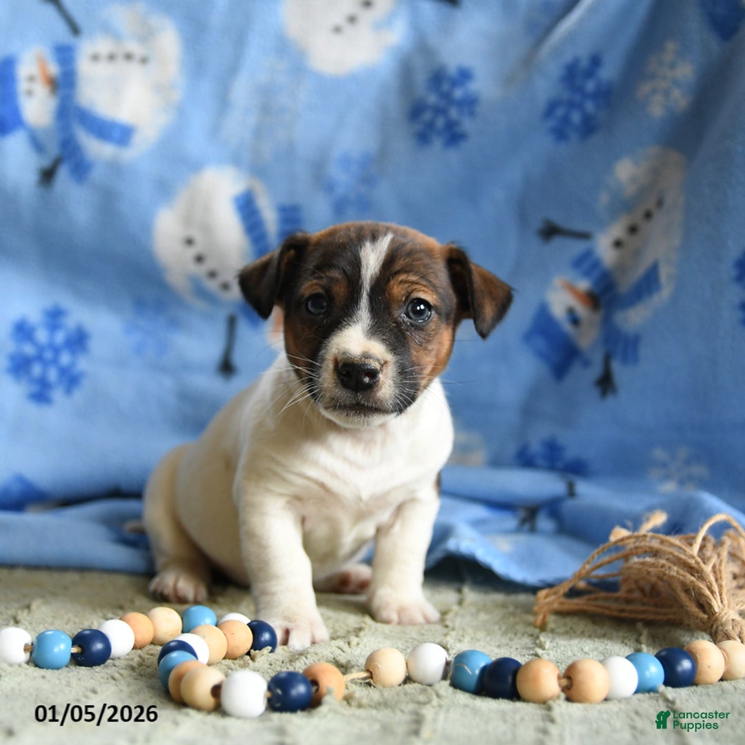 Jack Russell Terrier dogs for sale: Pancake - Ad 2