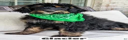 Bernedoodle dogs for sale: Glacier - Ad 5