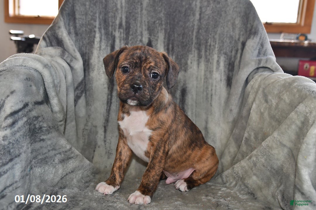 Mixed Breed dogs for sale: Rambo - Ad 4