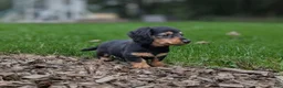 Miniature Dachshund dogs for sale: River  - Ad 5