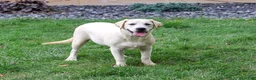 Labrador Retriever dogs for sale: Wanda - Ad 3