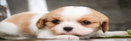 Cavalier King Charles Spaniel dogs for sale: Delilah - Ad 4
