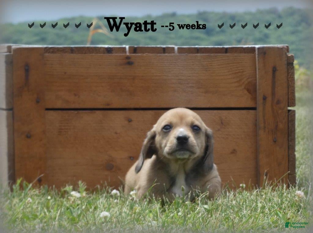 Dachshund dogs Wyatt - Ad 2