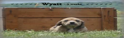 Dachshund dogs for sale: Wyatt - Ad 9