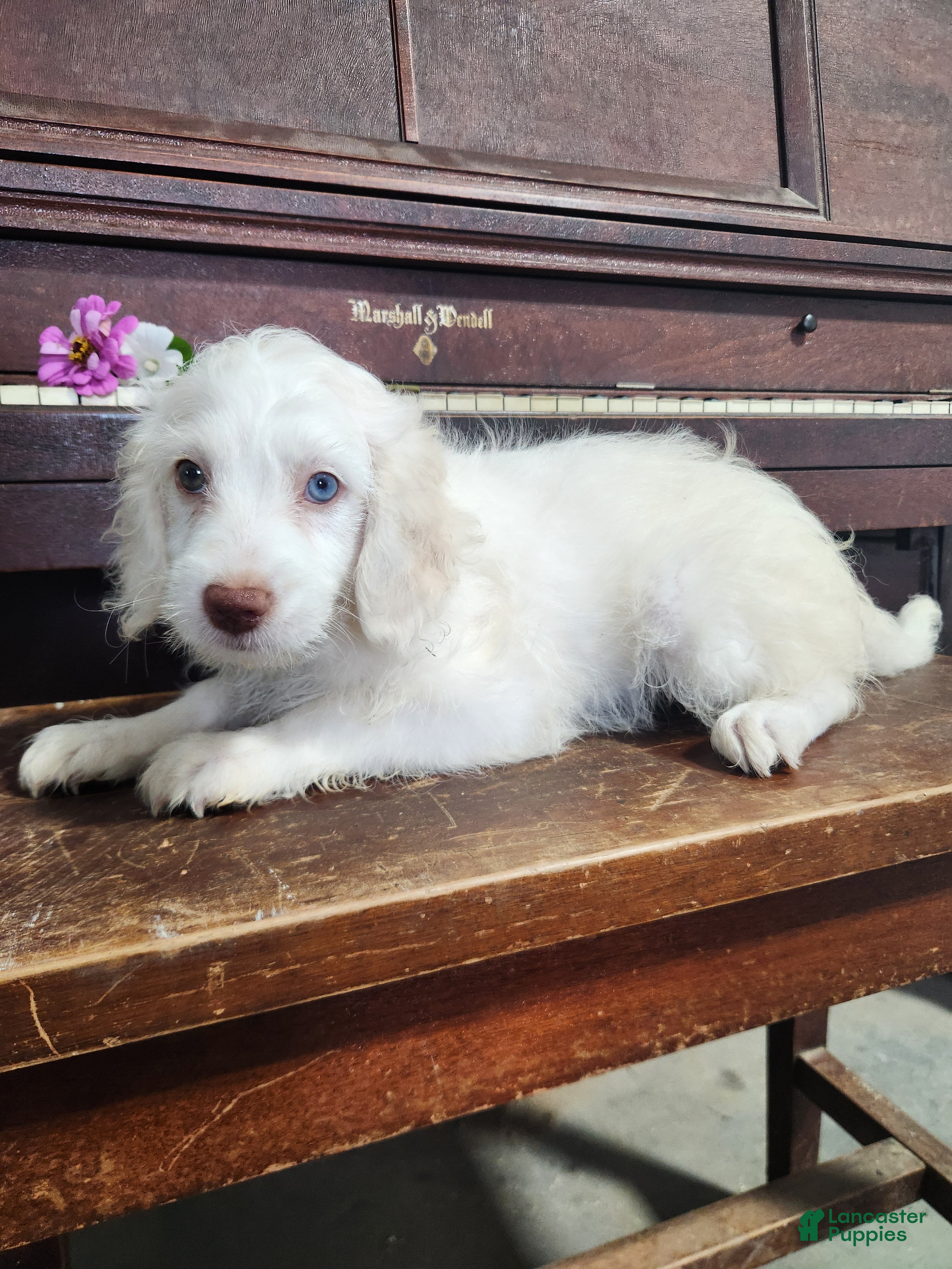 Cockapoo dogs Marshmallow - Ad 1
