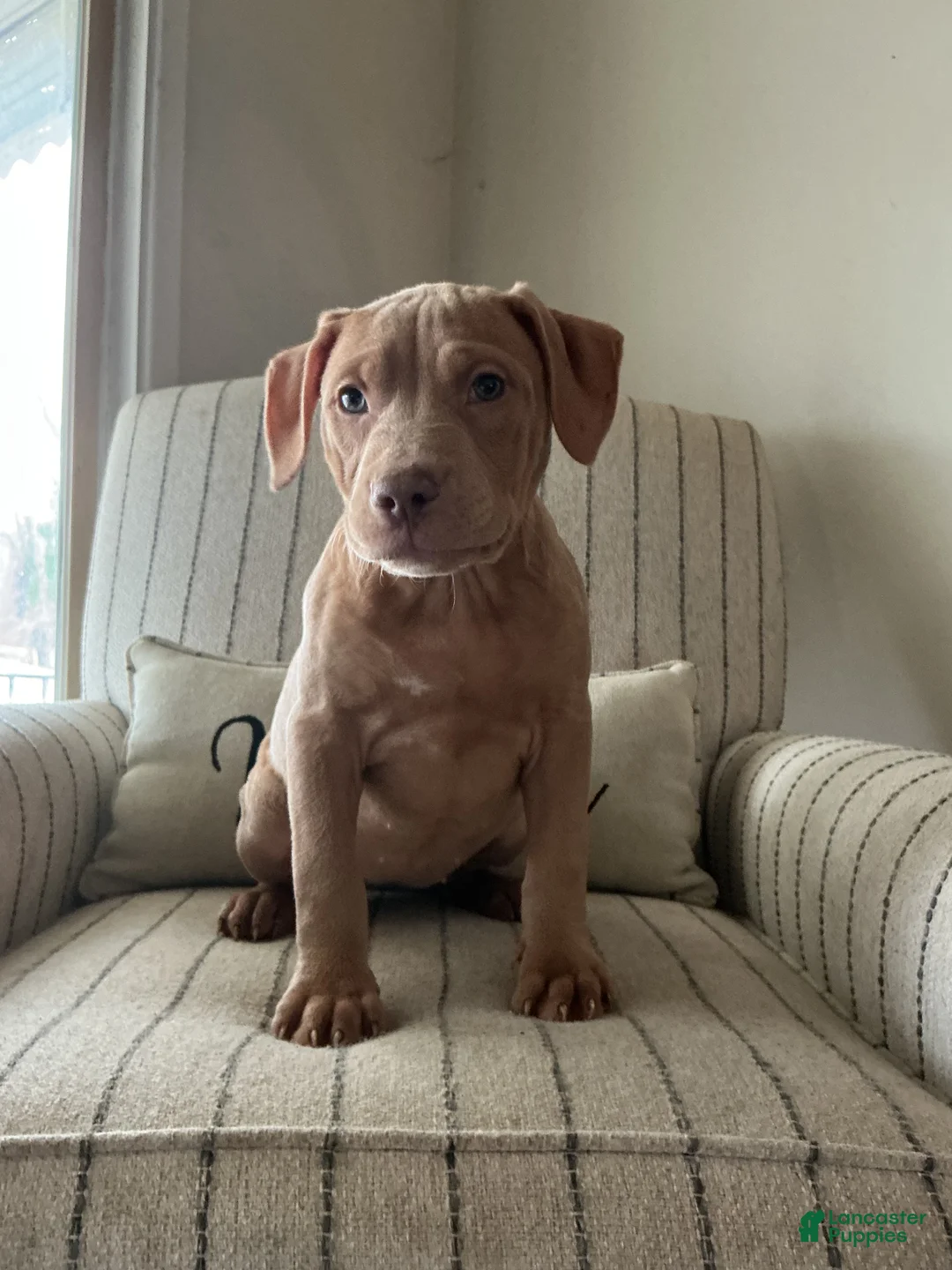 American Bully dogs for sale: Sunshine - Ad 2