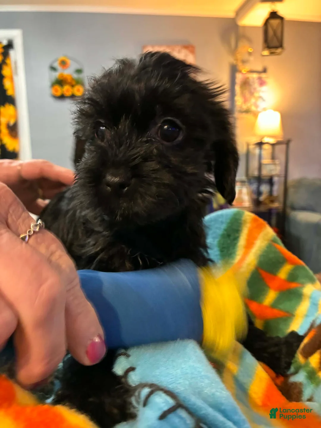 Mixed Breed dogs for sale: Mixed Breed Puppy 3 - Ad 1