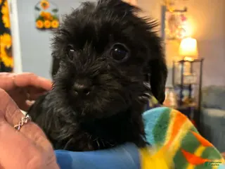 Mixed Breed dogs Mixed Breed Puppy 3 - Ad 39