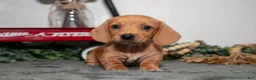 Miniature Dachshund dogs for sale: Duchess - Ad 2