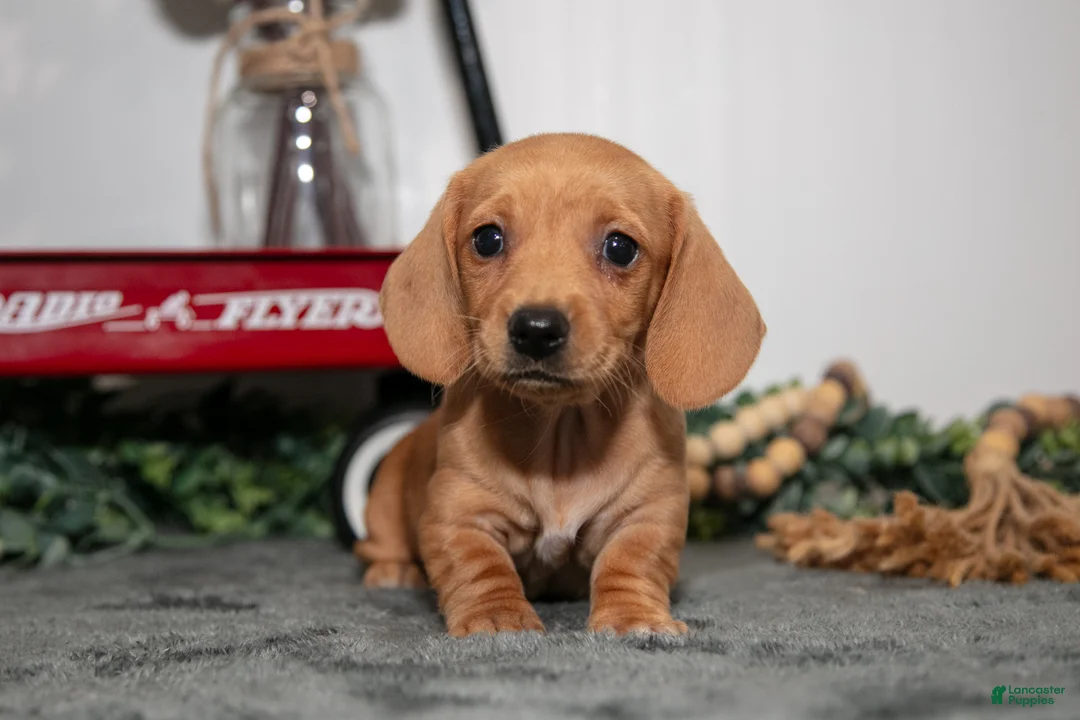 Miniature Dachshund dogs for sale: Duchess - Ad 2