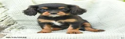 Cavalier King Charles Spaniel dogs for sale: Tommy - Ad 3