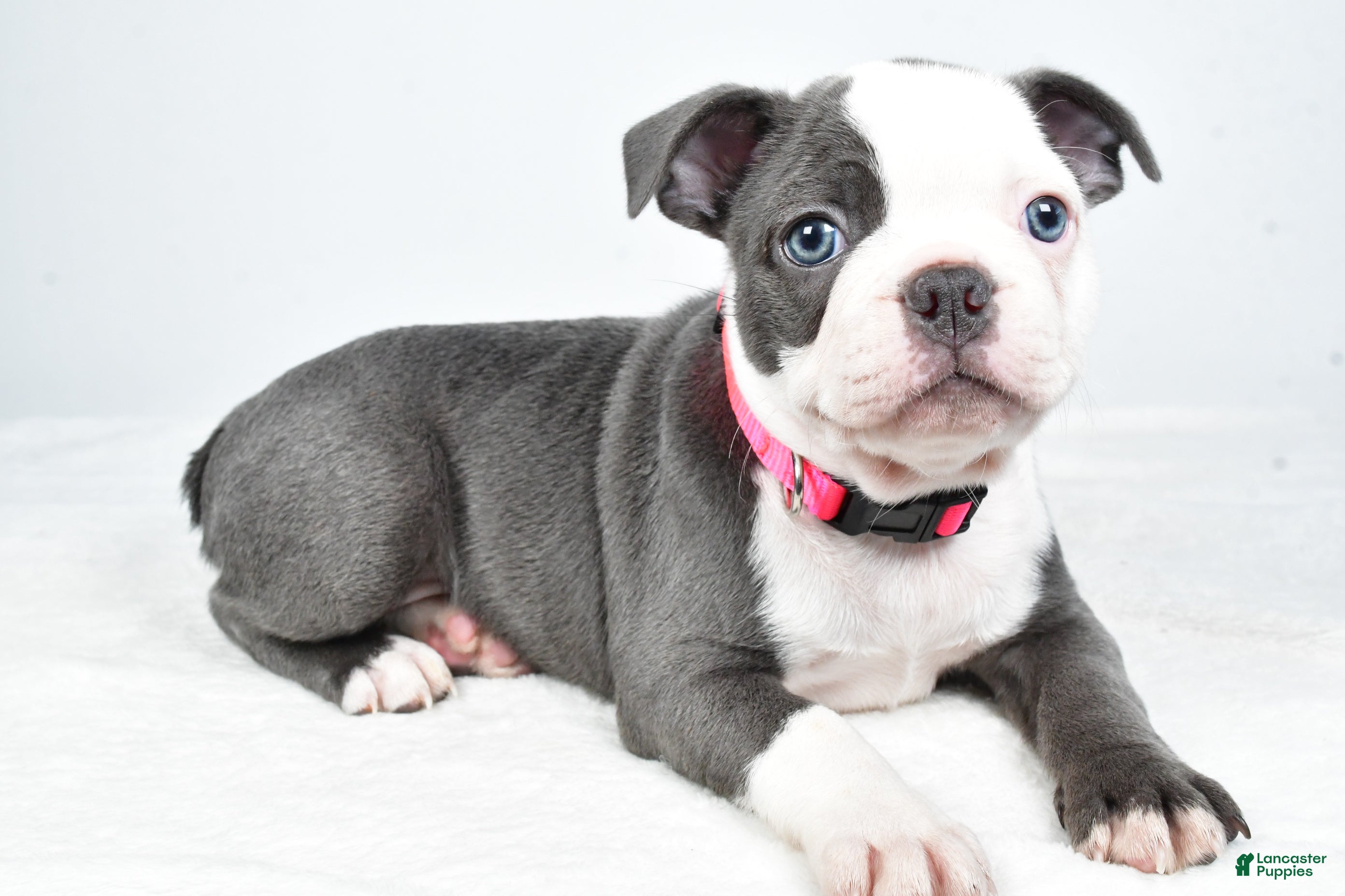 Frenchton dogs Alice - Ad 1