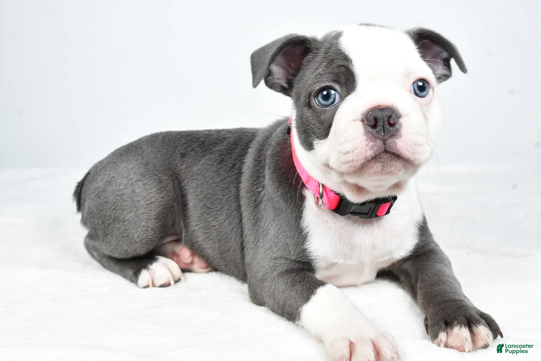 Frenchton dogs for sale: Alice - Ad 1