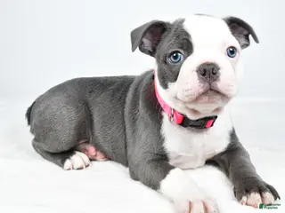 Frenchton dogs for sale: Alice - Ad 3