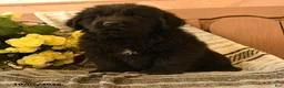 Newfoundland dogs for sale: Mento - Ad 3