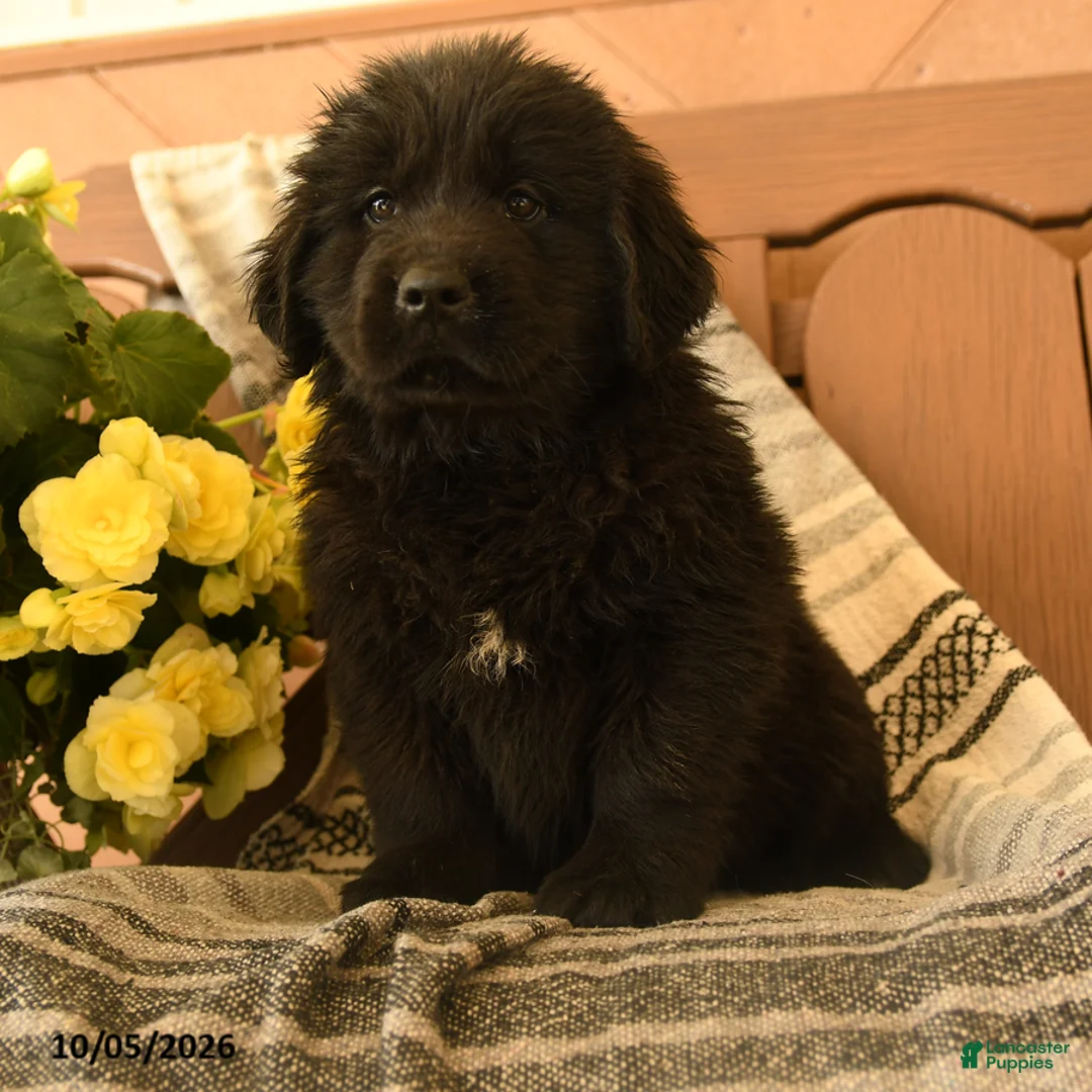 Newfoundland dogs for sale: Mento - Ad 3