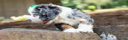 Cocker Spaniel dogs for sale: Jaxon 🐶💙 - Ad 21