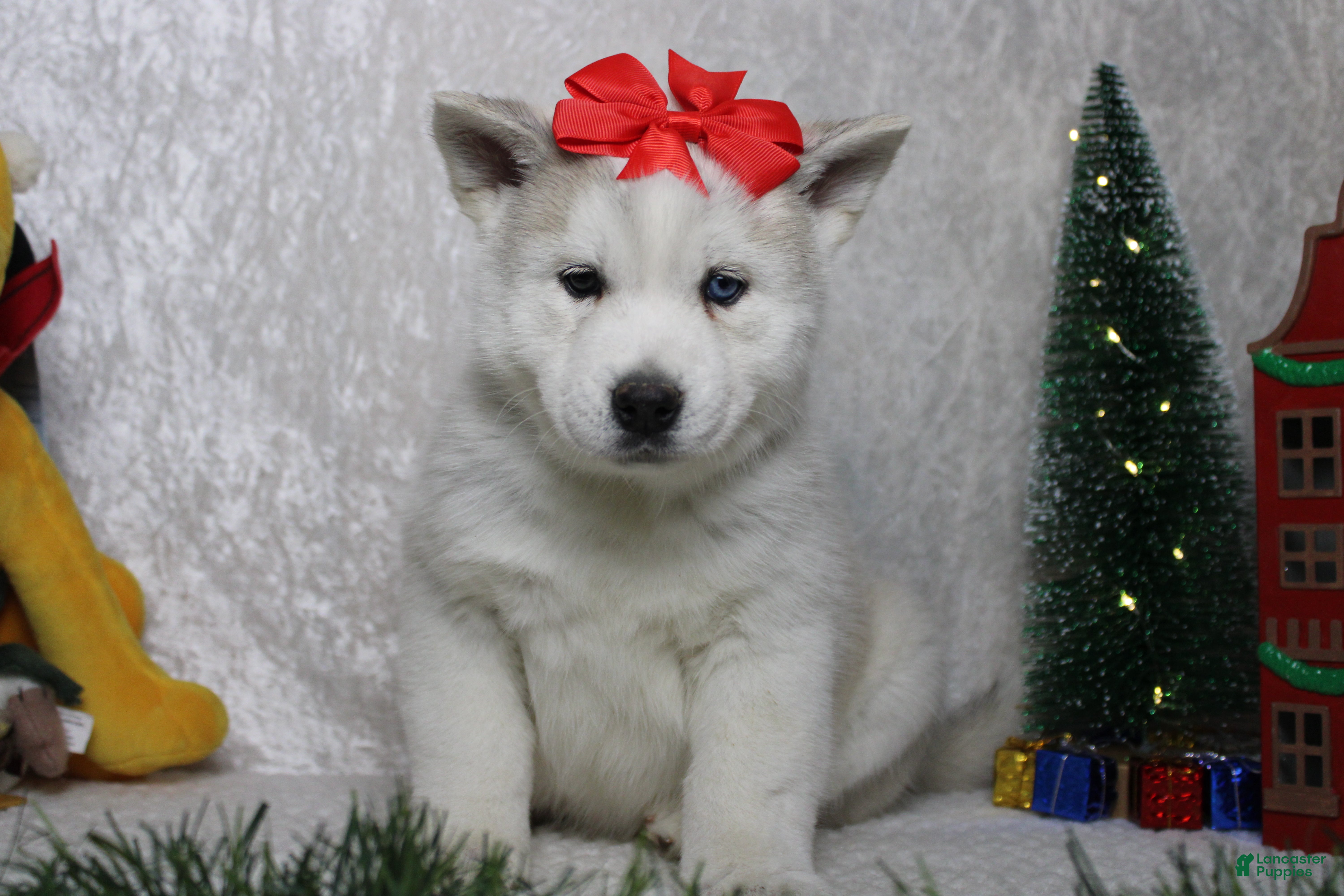 Pomsky dogs Aelin  - Ad 6