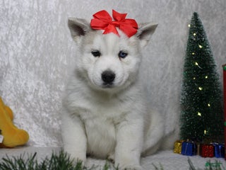 Pomsky dogs Aelin - Ad 4