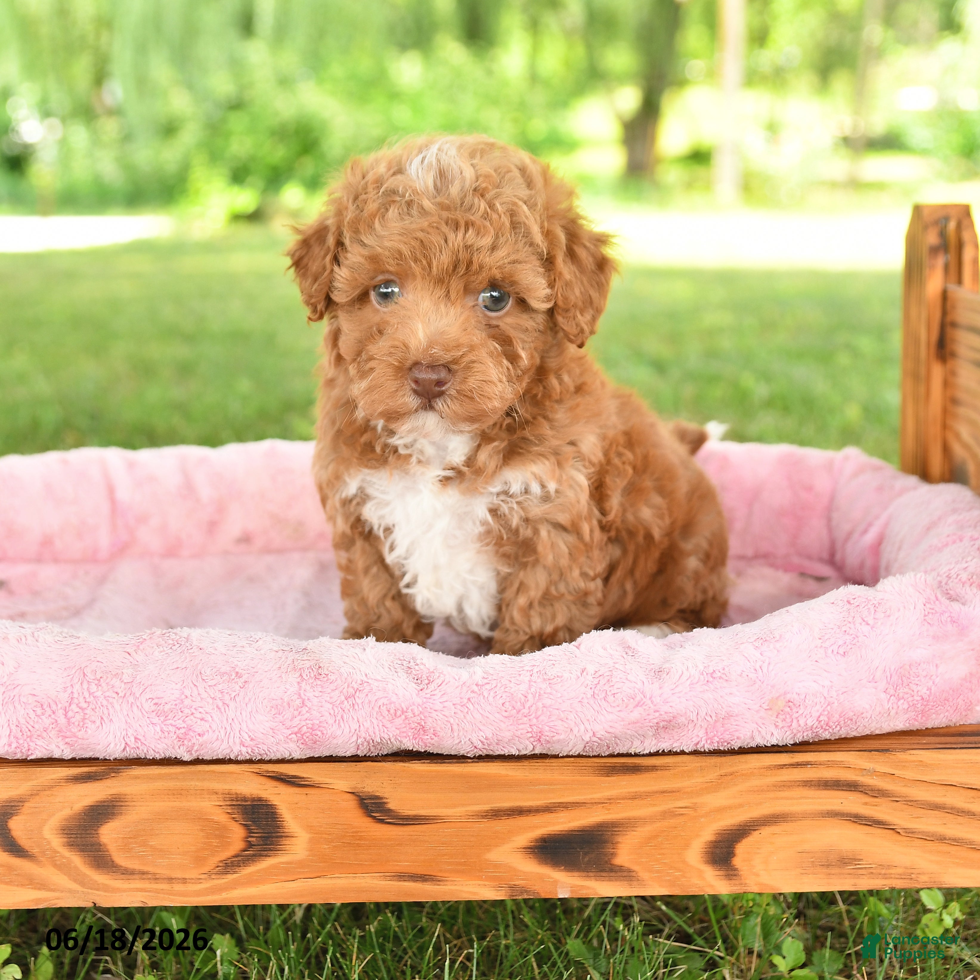 Toy Poodle dogs Abby  - Ad 1