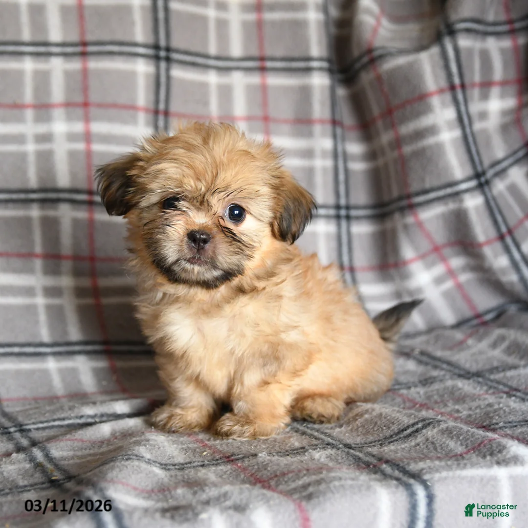 Shih Tzu dogs for sale: Zachary - Ad 1