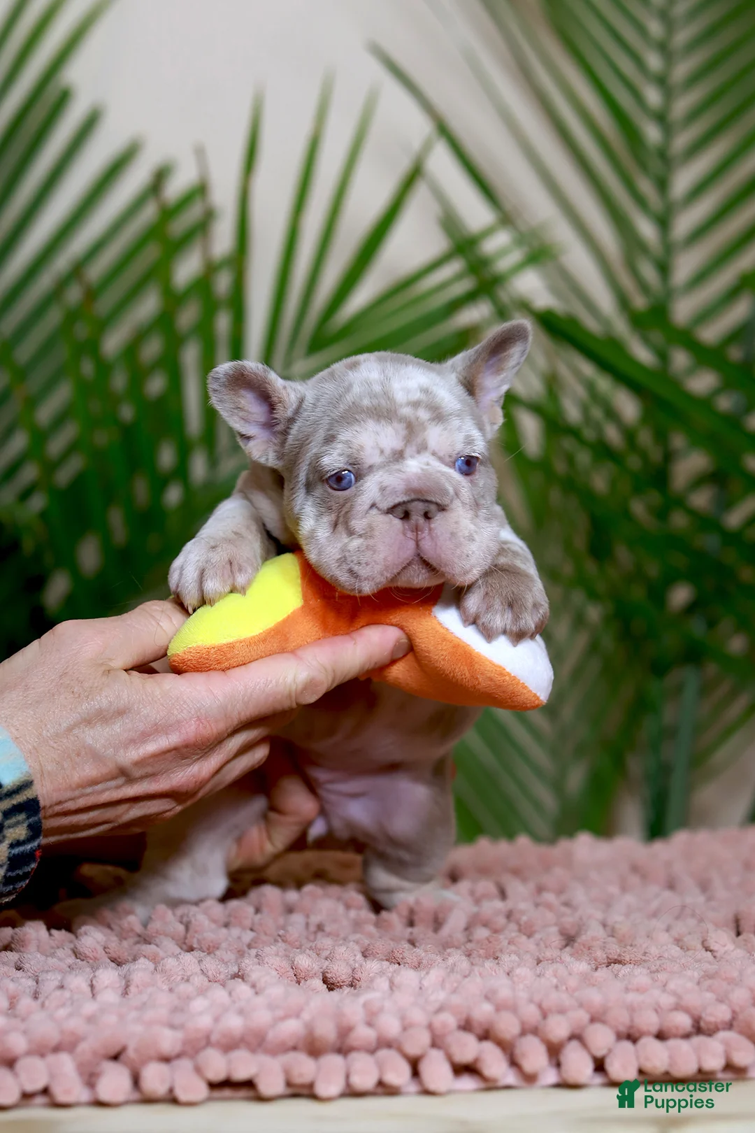 French Bulldog dogs for sale: ROXI - Ad 7