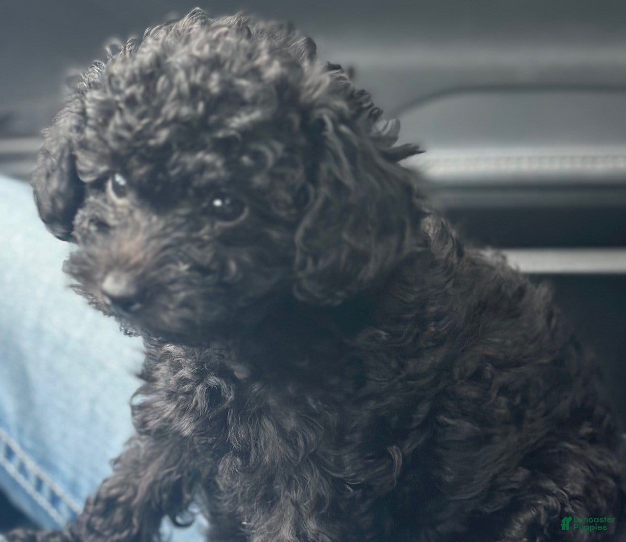 Toy Poodle dogs for sale: Miley - Ad 2