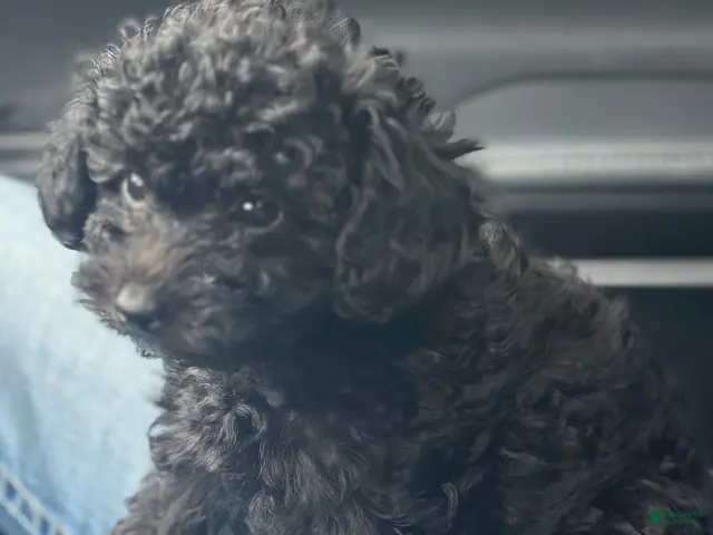 Toy Poodle dogs for sale: Miley - Ad 2