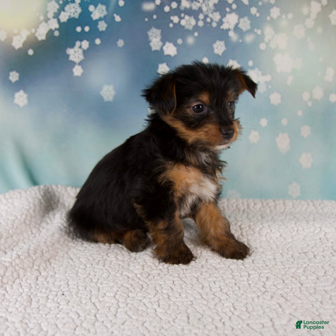 Yorkshire Terrier dogs for sale: Koby - Ad 4