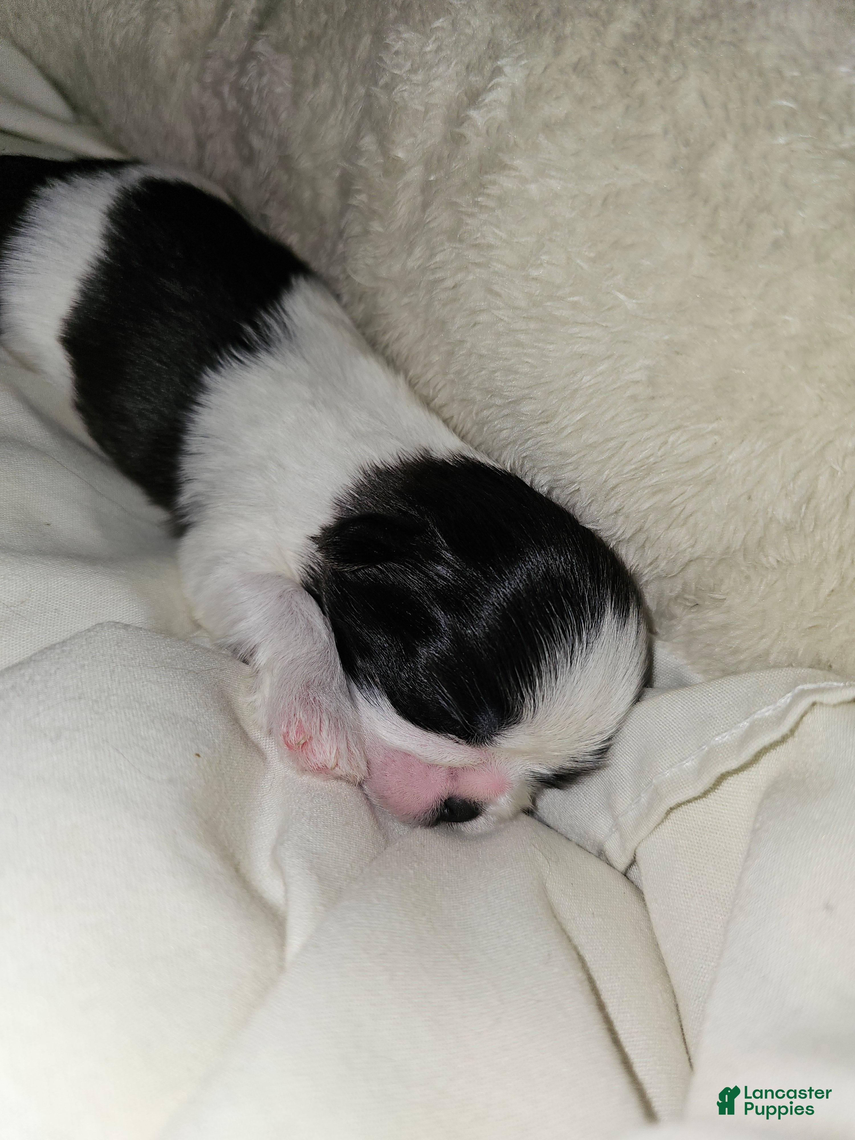 Shih Tzu dogs Franc - Ad 2
