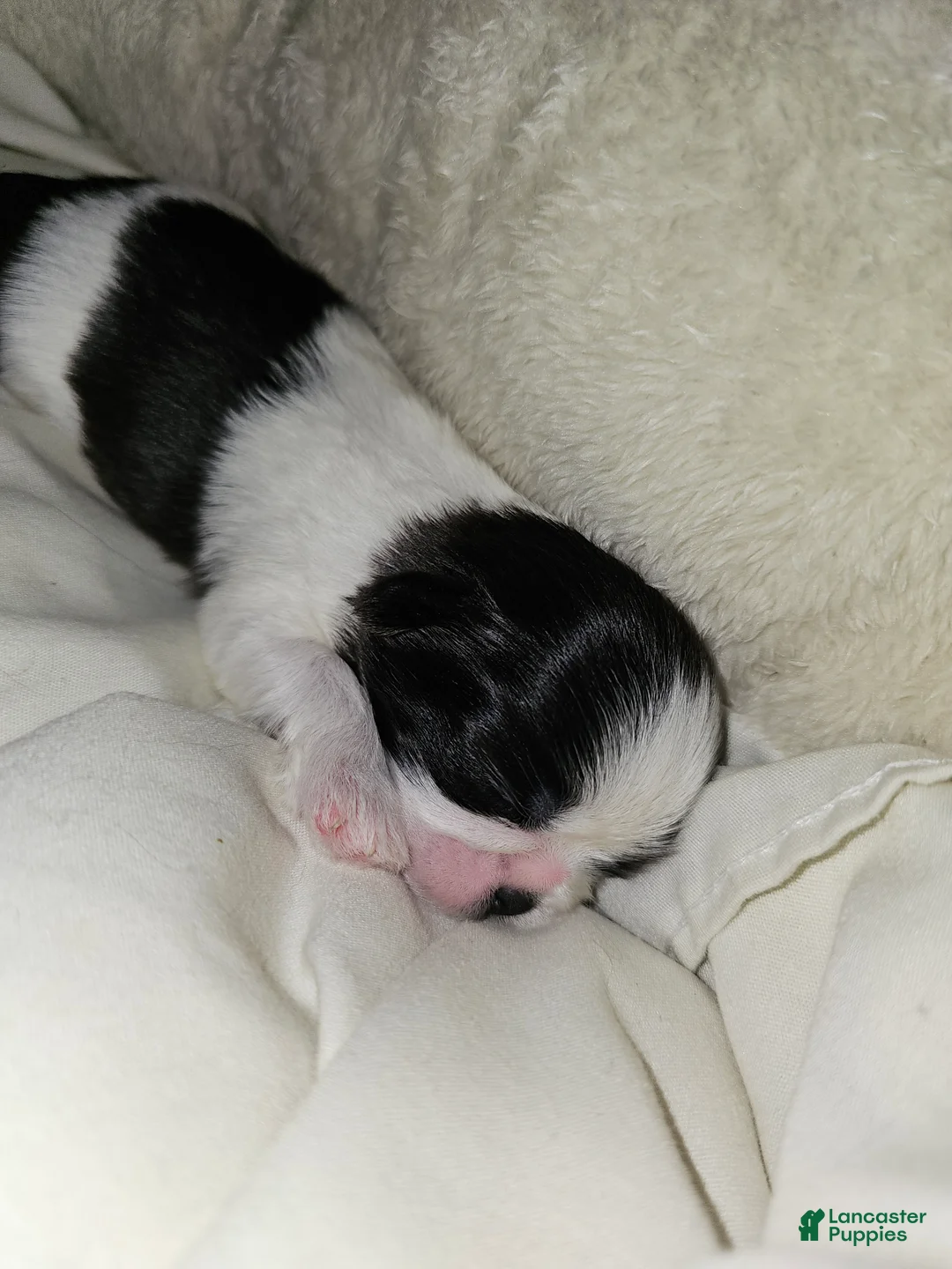 Shih Tzu dogs for sale: Franc - Ad 1