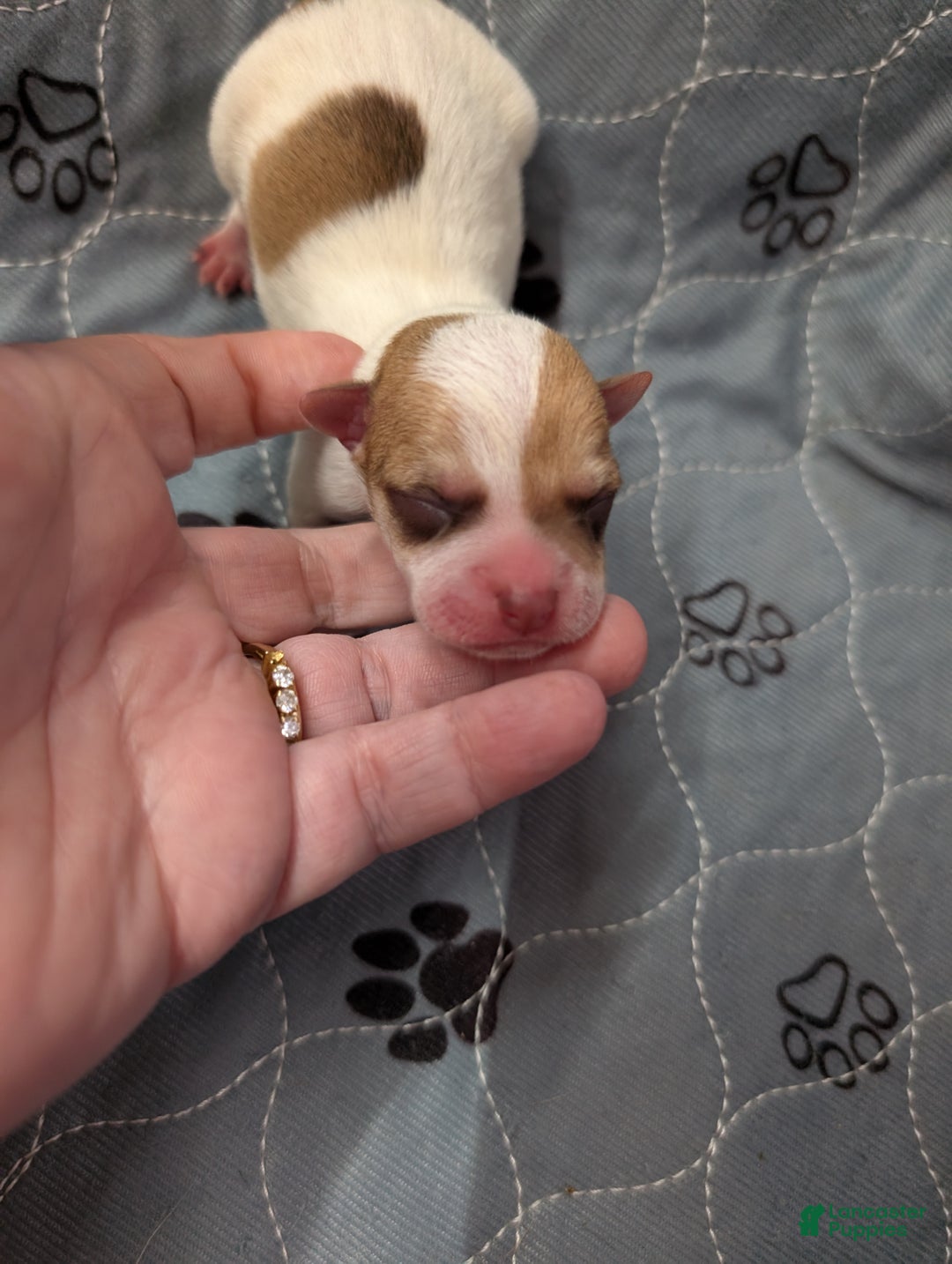 Chihuahua dogs for sale: Mateo - Ad 1