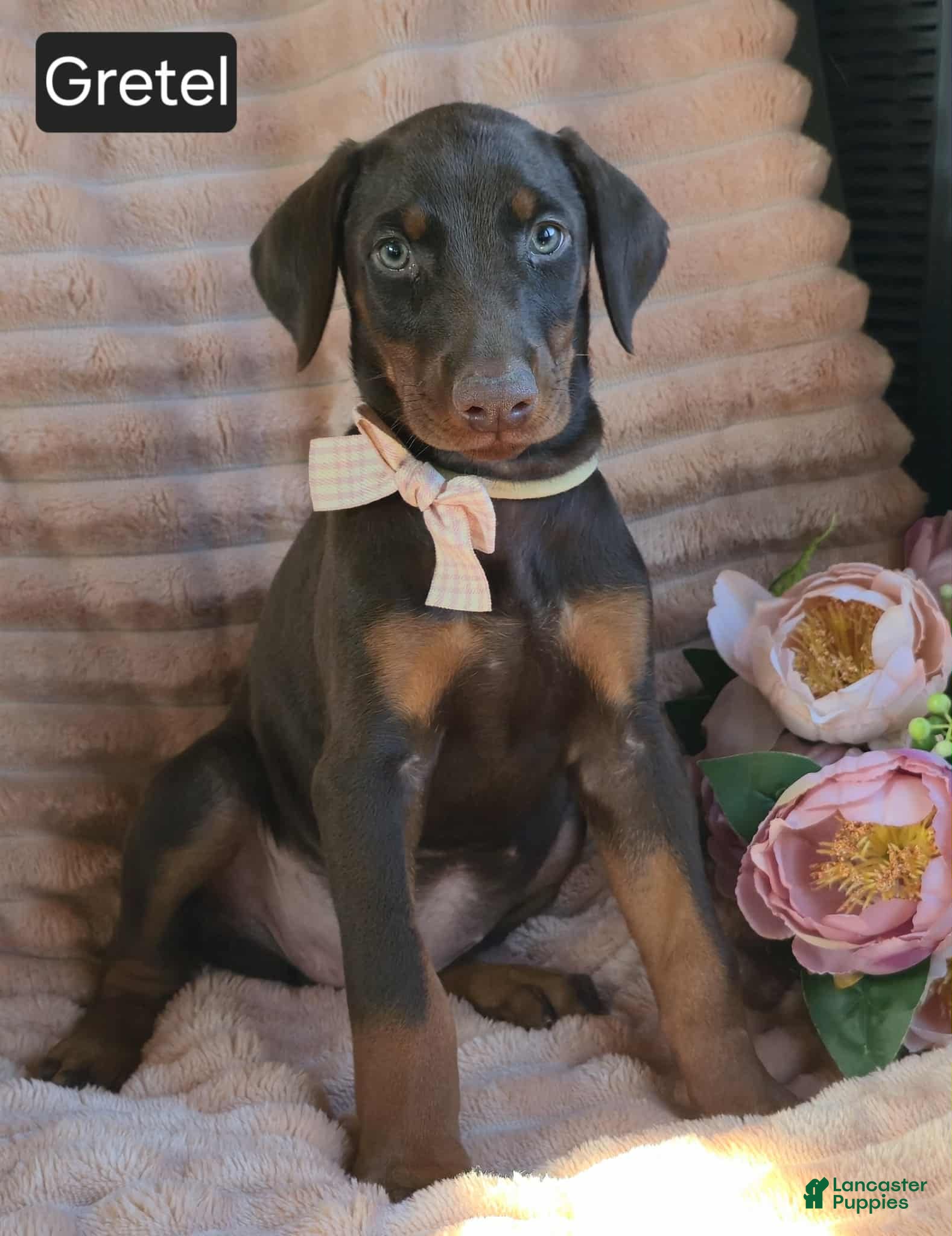 Doberman Pinscher dogs Gretel  - Ad 2