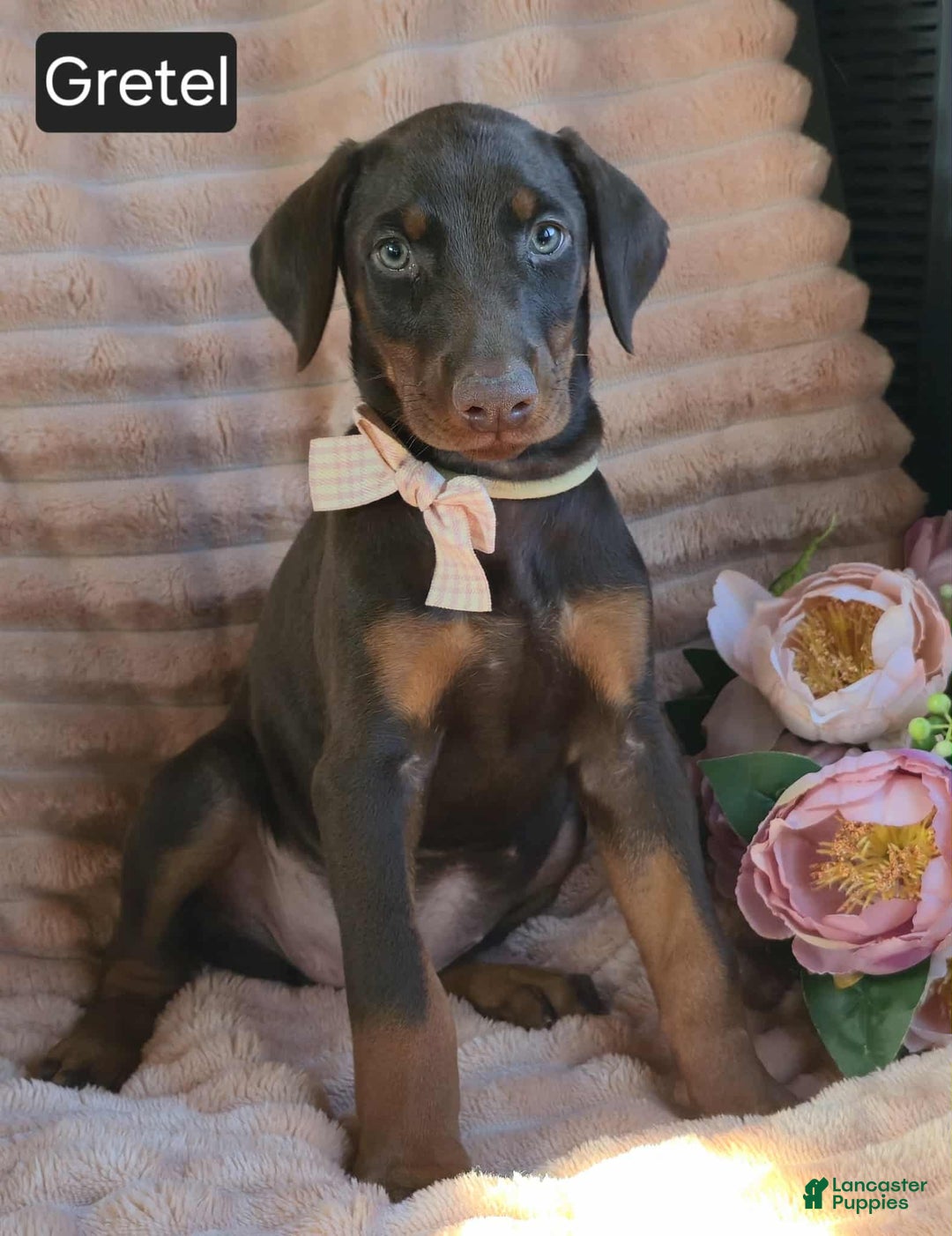 Doberman Pinscher dogs for sale: Gretel  - Ad 1