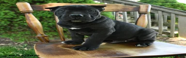 Bouncer