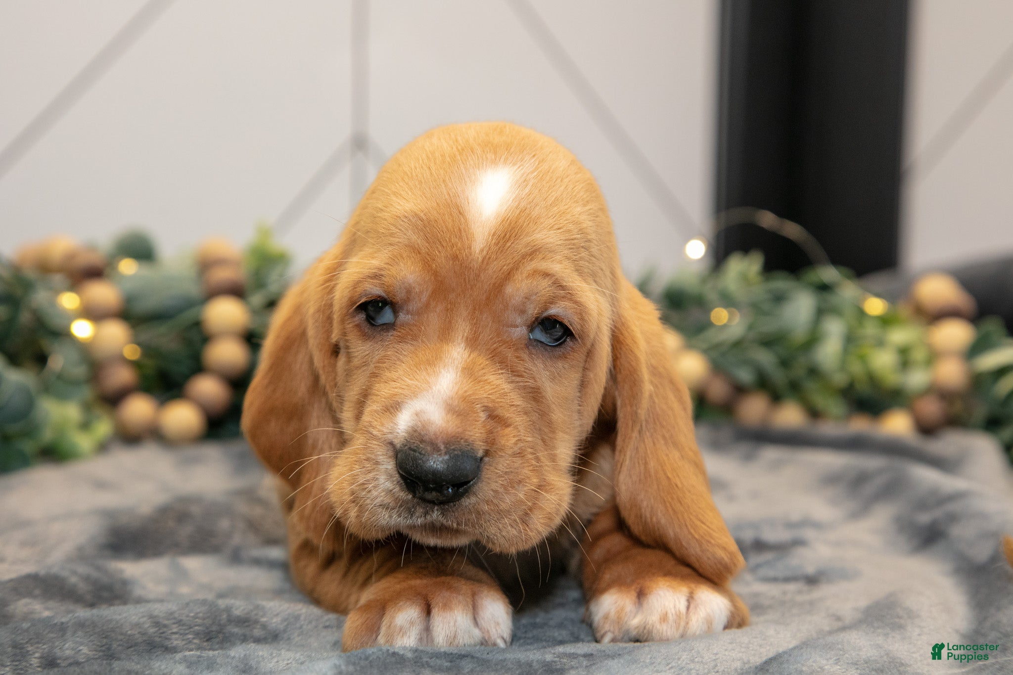 Basset Hound dogs Diesel - Ad 2