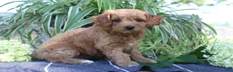 Mini Goldendoodle dogs for sale: Smoothie - Ad 2