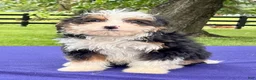 Bernedoodle dogs for sale: Noah - Ad 1