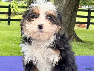 Bernedoodle dogs for sale: Naomi - Ad 3