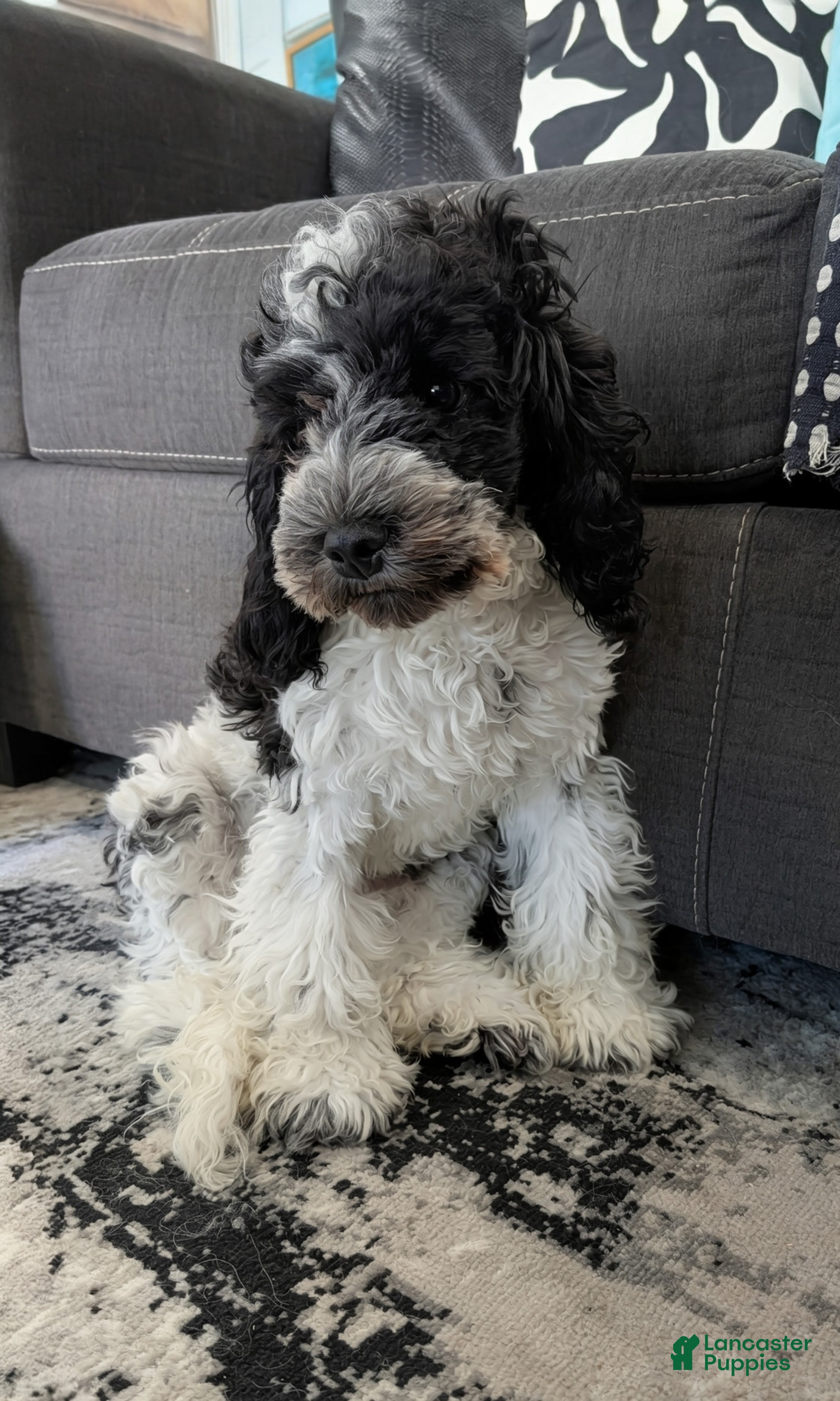 Cockapoo dogs Lucky (F2b) - Ad 8