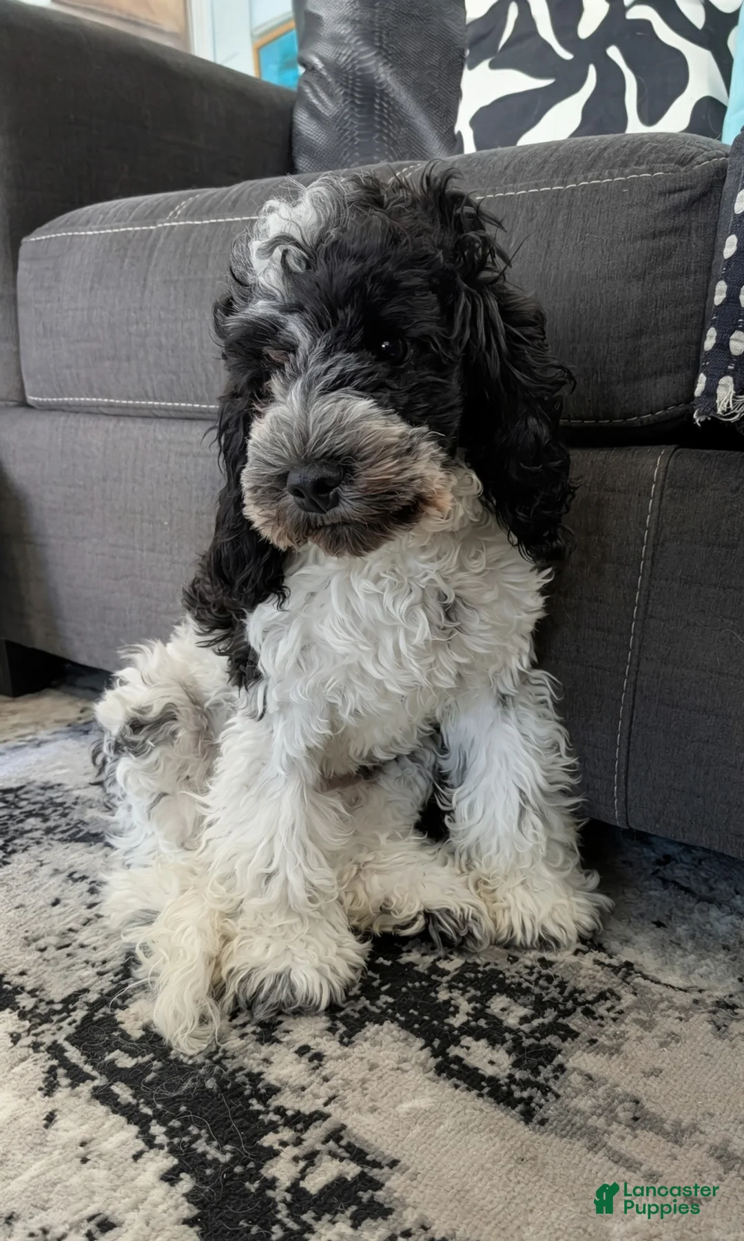 Cockapoo dogs for sale: Lucky (F2b) - Ad 1