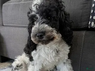Cockapoo dogs Lucky (F2b) - Ad 8