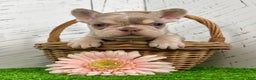 French Bulldog dogs for sale: Bliss - Ad 6