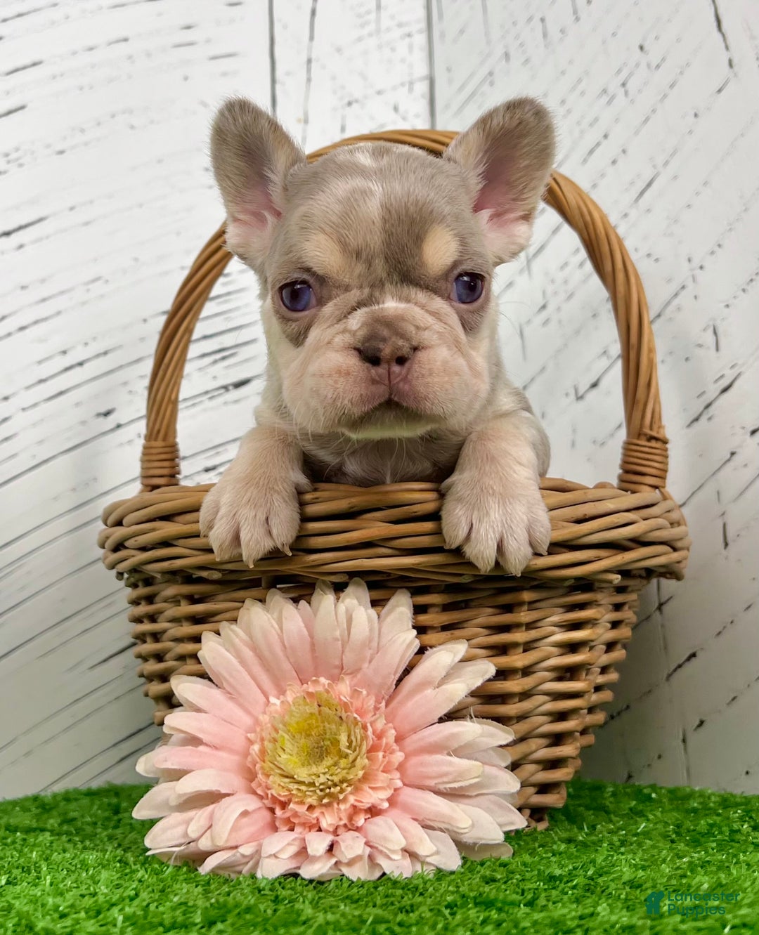 French Bulldog dogs for sale: Bliss - Ad 6