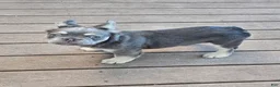 French Bulldog dogs for sale: French Bulldog 1 - Ad 3