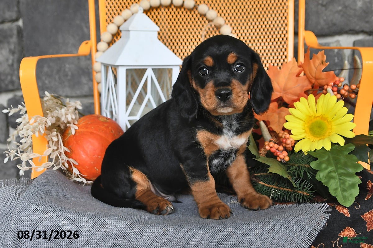 Beaglier dogs for sale: Jack - Ad 4