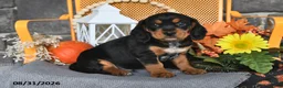 Beaglier dogs for sale: Jack - Ad 1