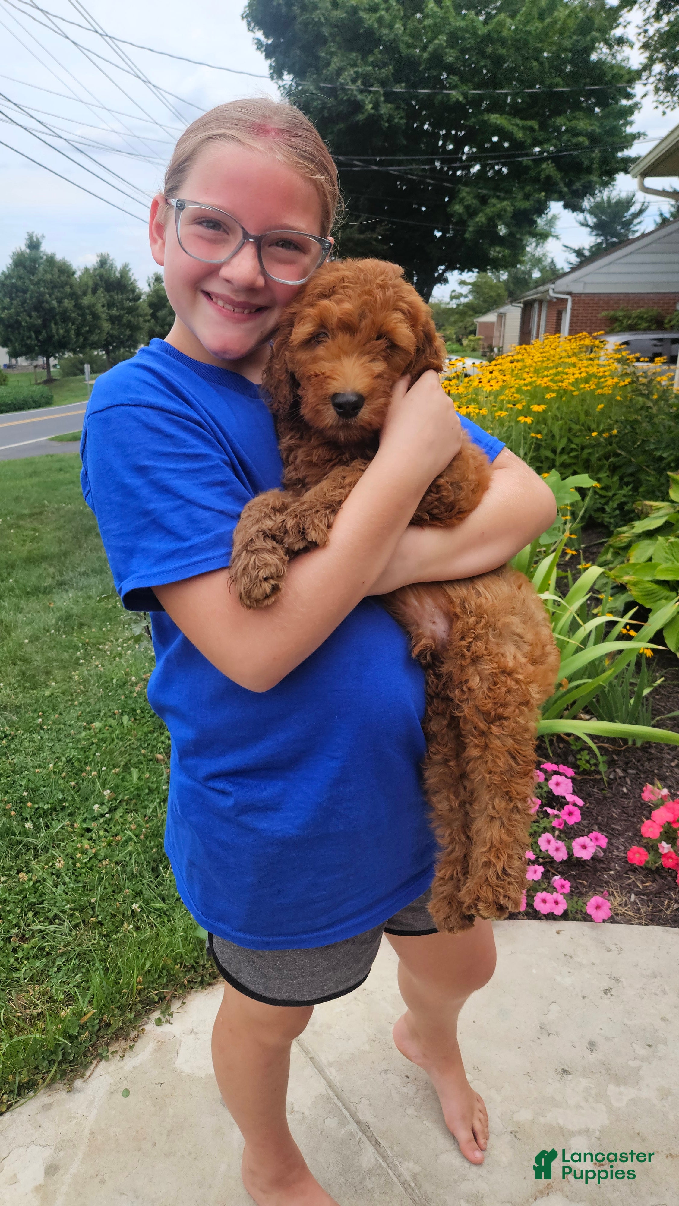 Mini Goldendoodle dogs Finn - Ad 2