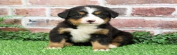 Bernese Mountain Dog dogs for sale: Snowflake  - Ad 7